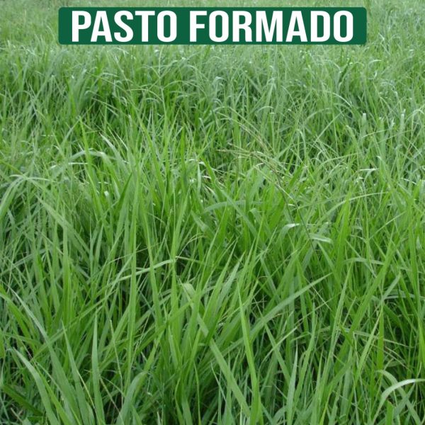 Capim Mombaça Panicum Maximum cv. Mombaça