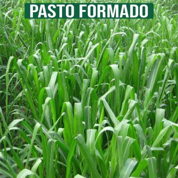 Capim Tanzânia Panicum Maximum cv. Tanzânia