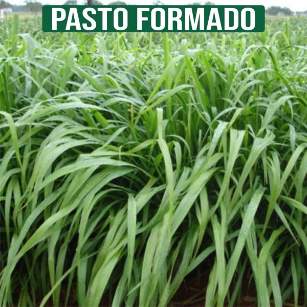 Capim Massai  Panicum Maximum cv. Massai