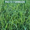 Aruana Capim Panicum Maximum cv.